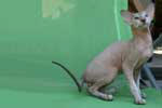 [Peterbald seal silver tabby point, FBI des Touch Too Much]