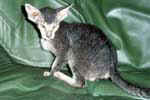 [Peterbald silver tabby, Magnoliachat Charo]